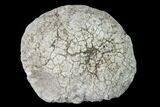 Keokuk Quartz Geode with Calcite Crystals - Iowa #144713-1